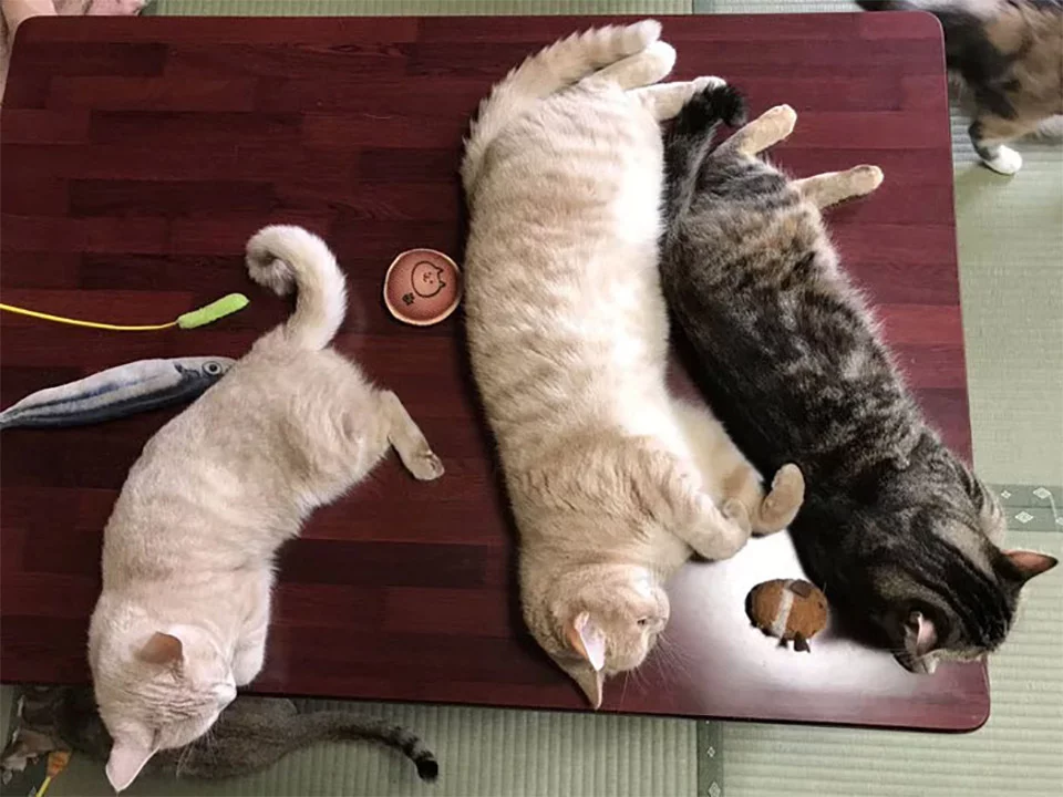 Gatos en la mesa