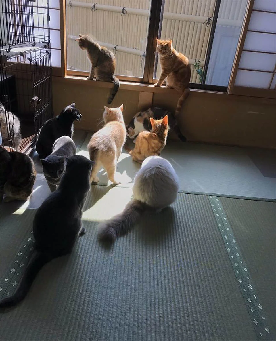 Gatos en posada japonesa