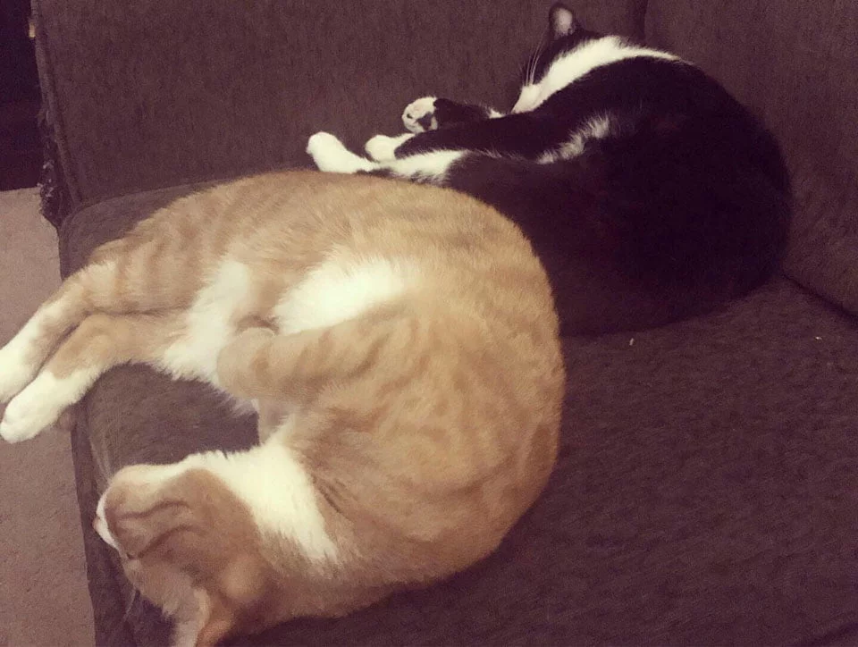 Gatos toman siesta