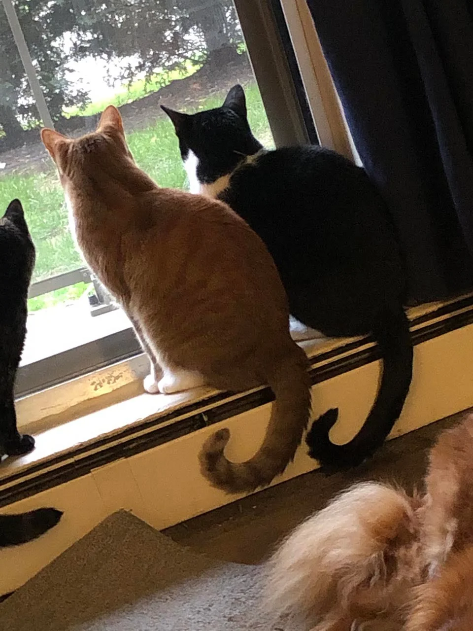 Gatos ven una tormenta