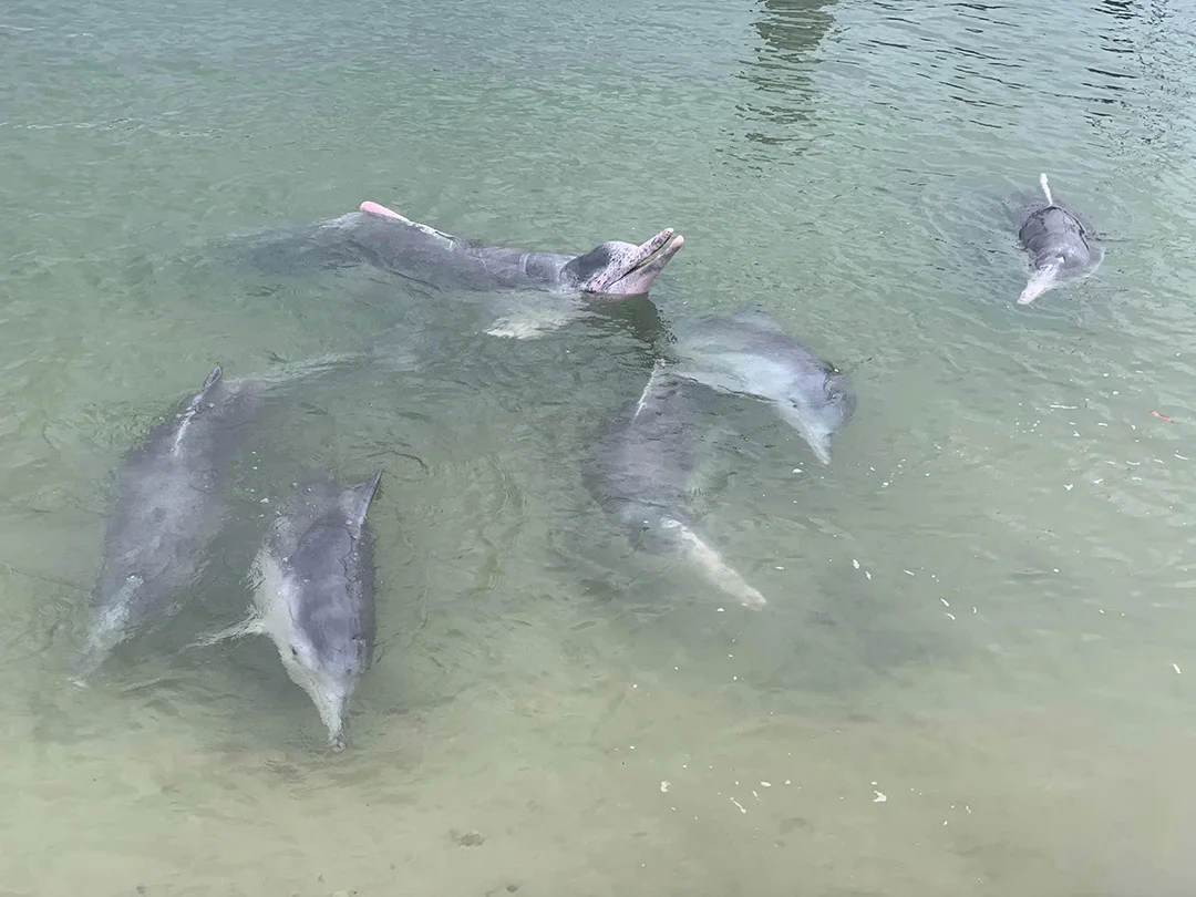 Grupo de delfines