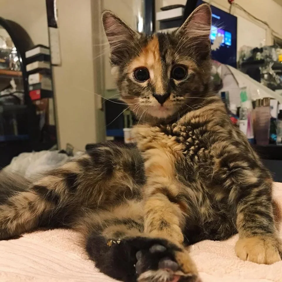 Hermosa gata quimera