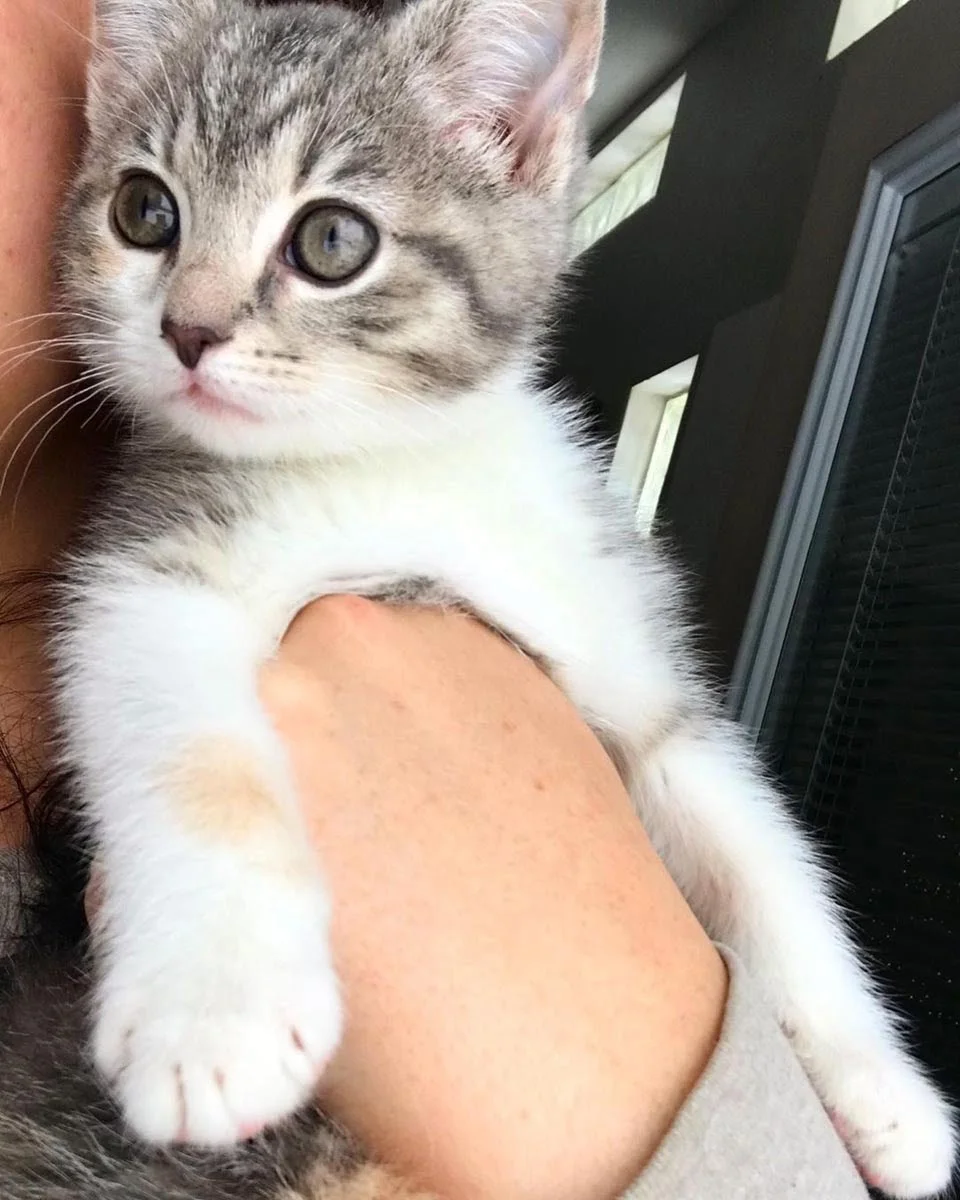 Hermosa gata