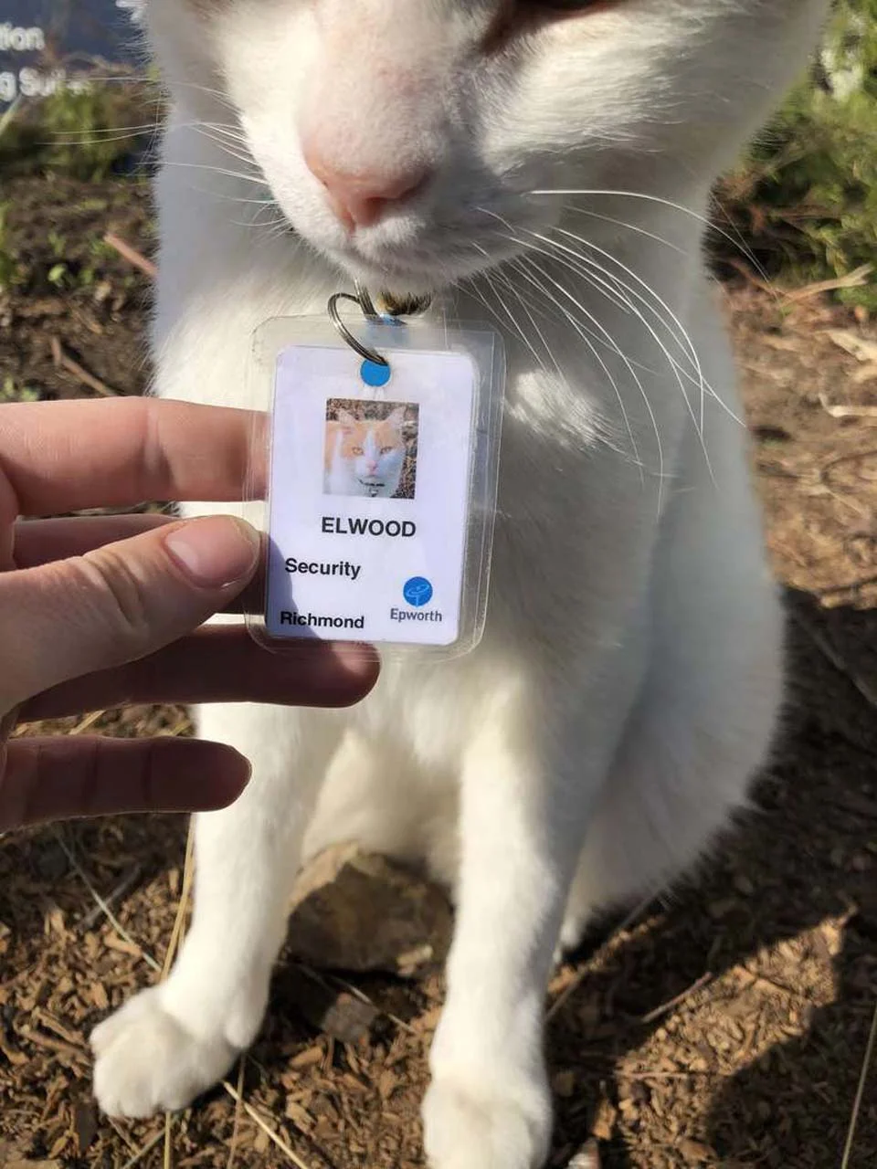 Identificación gato