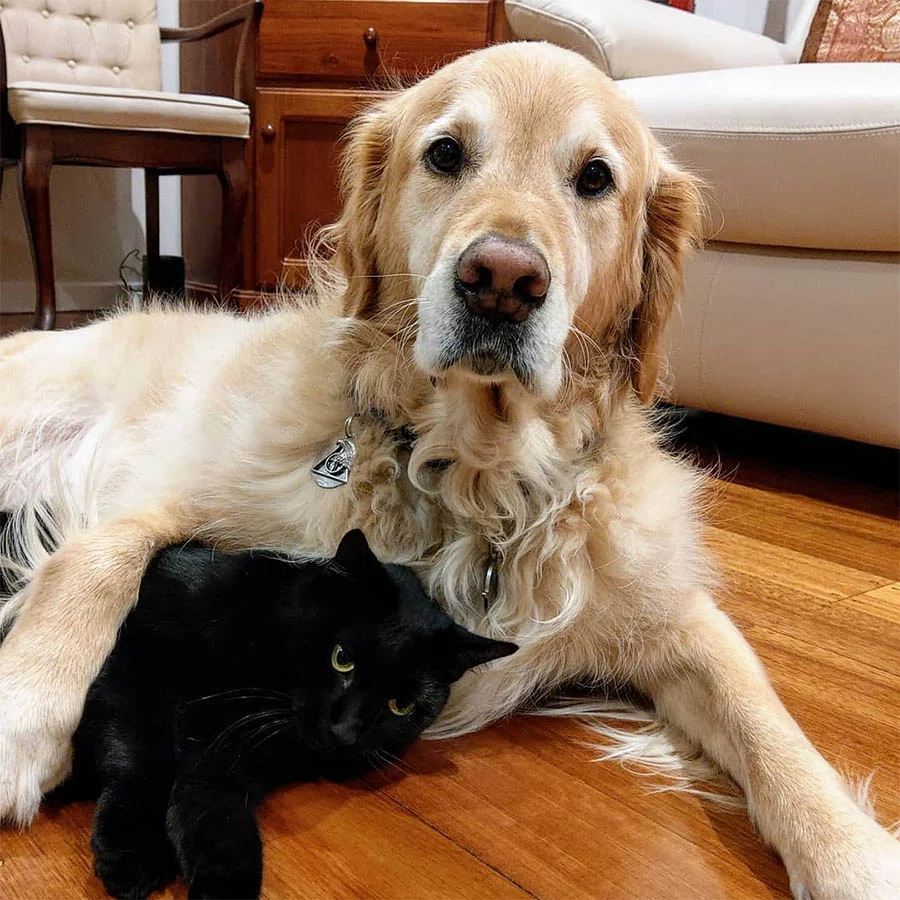 Oliver perrito amistoso