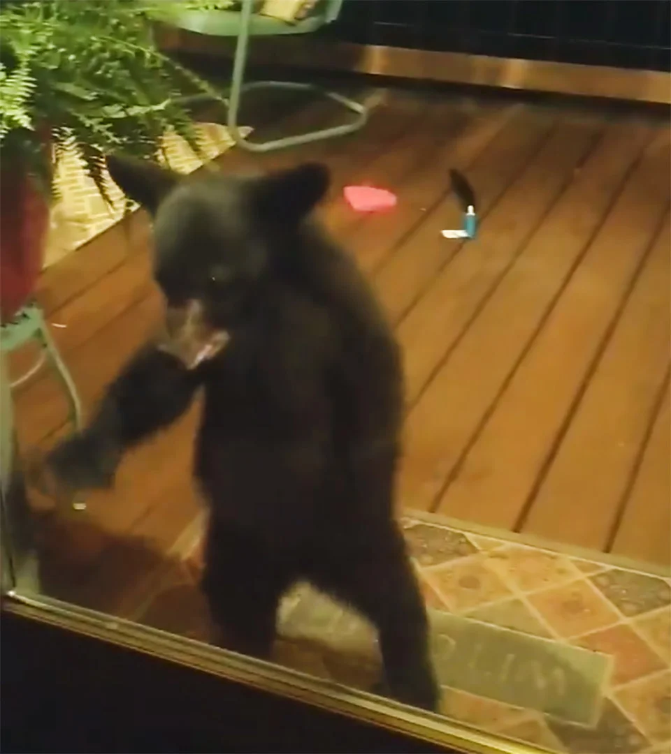 Oso bebé Oso bebé