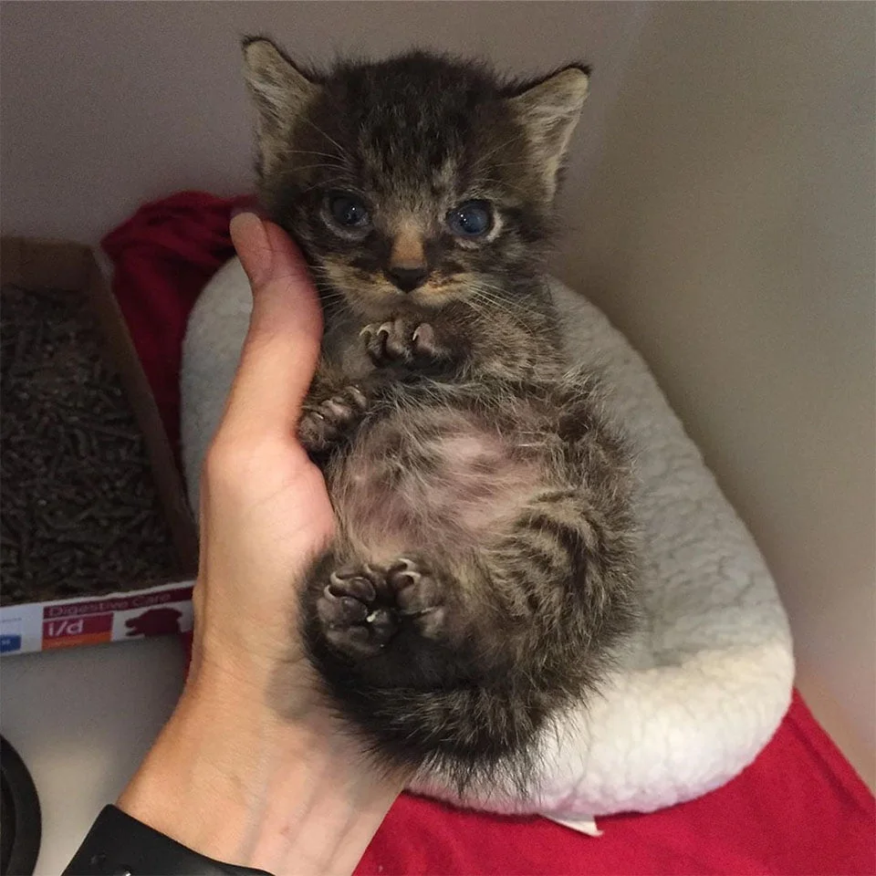 Pequeño gatito creciendo