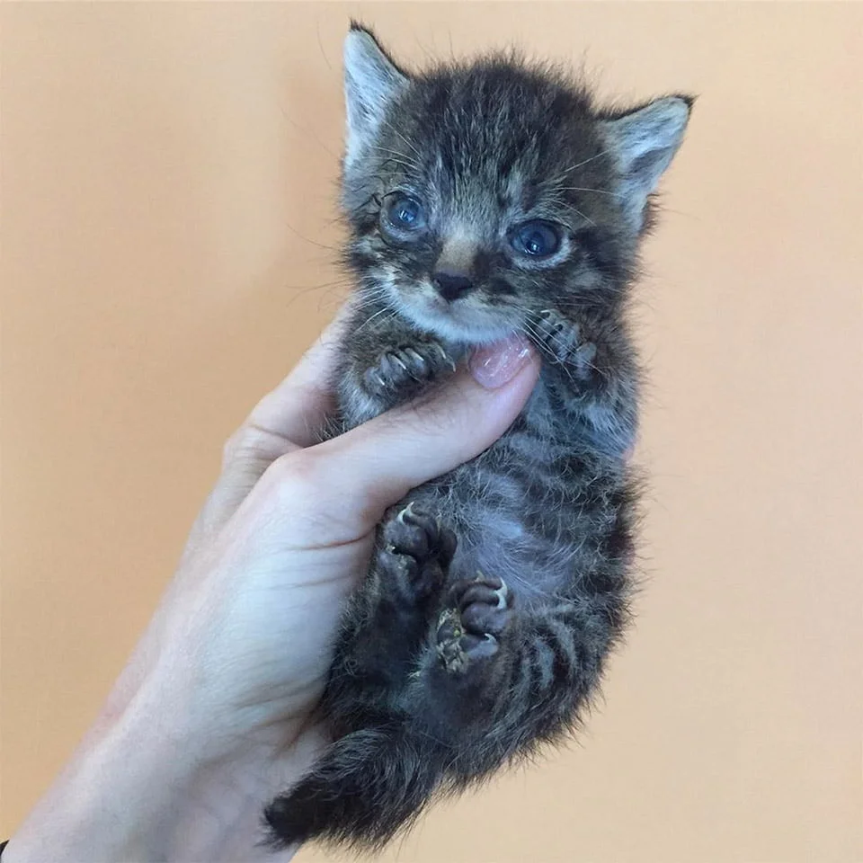 Pequeño gatito en la mano