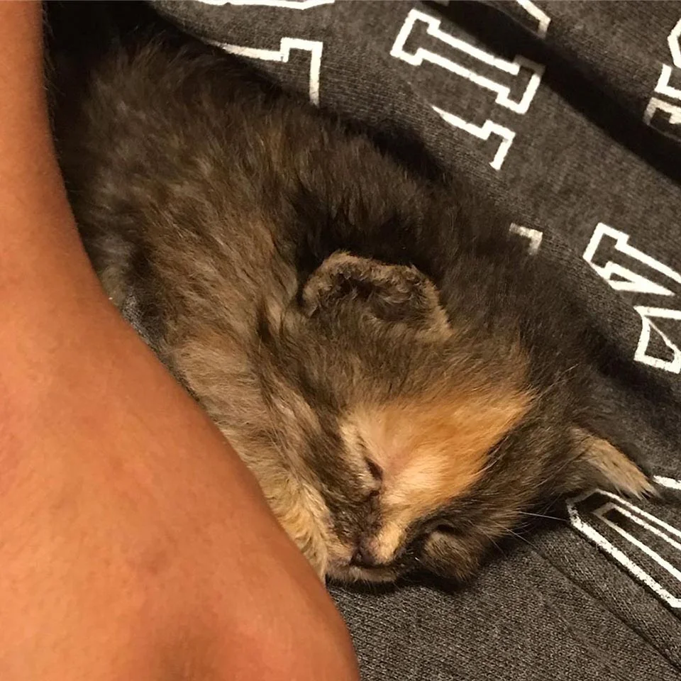 Pequeño gatito abraza a un joven