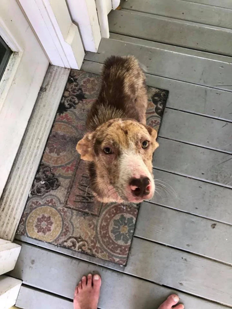 Perrita apareció en casa