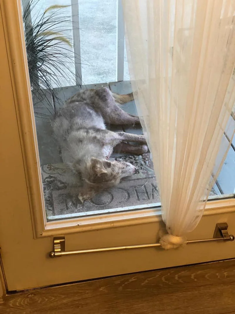 Perrita apareció en porche