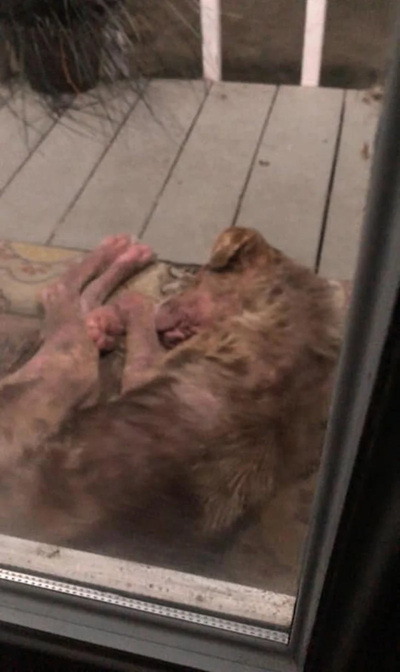 Perrita apareció porche