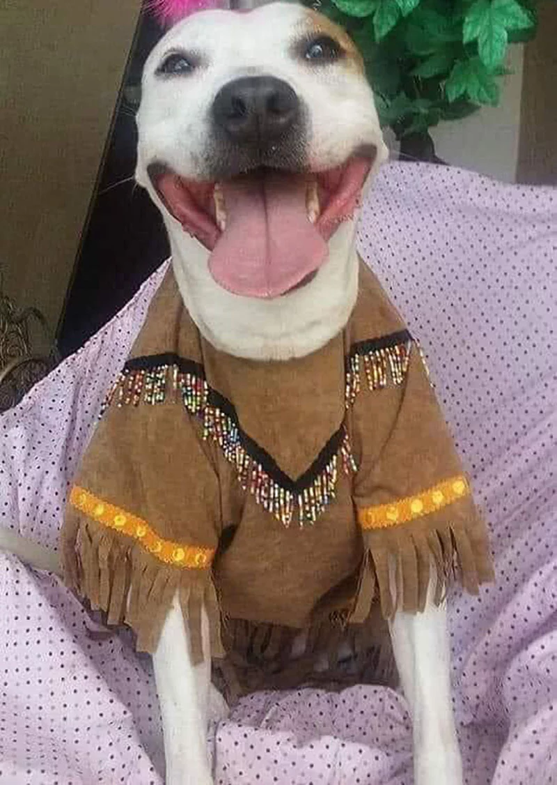 Perrita posando foto