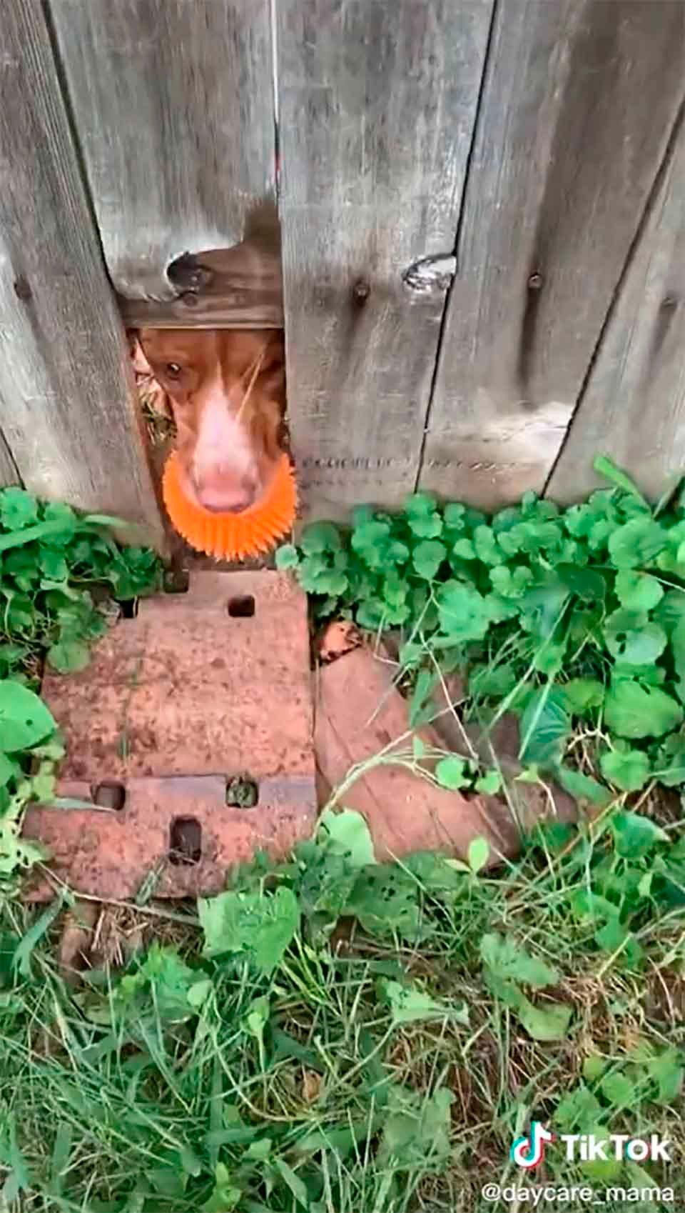 Perro por el agujero de la cerca