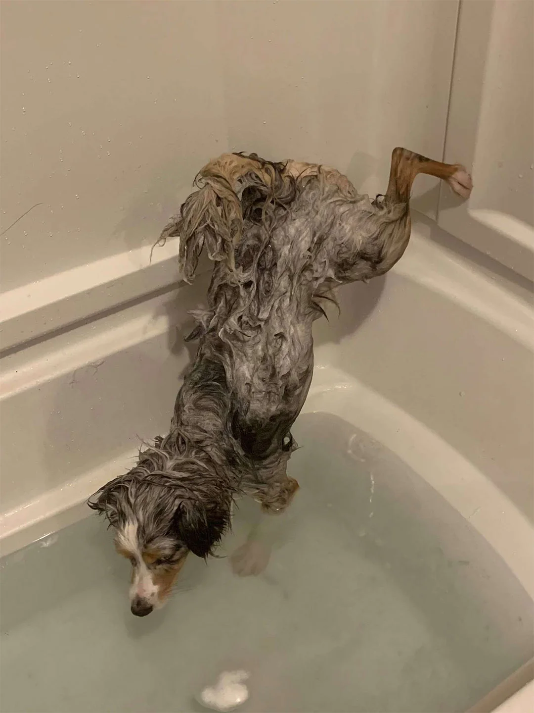 Perro se niega mojarse