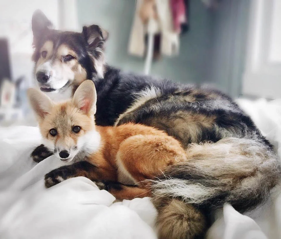 Perro y zorro abrazos
