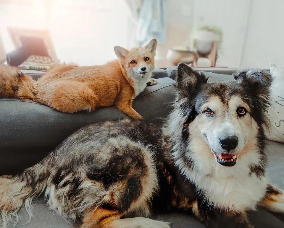 Perro y zorro en casa