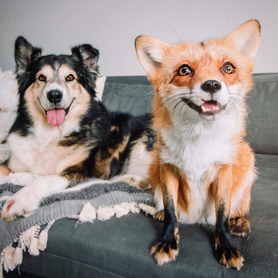 Perro y zorro son amigos