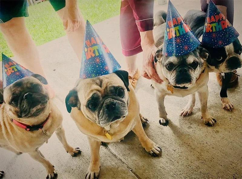 Perros pugs ancianos