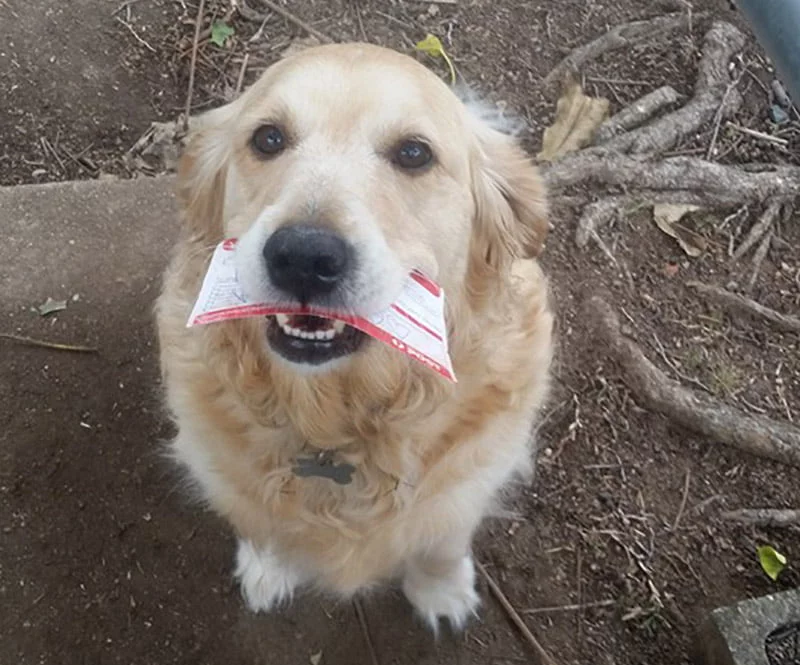 Pippa recibiendo carta