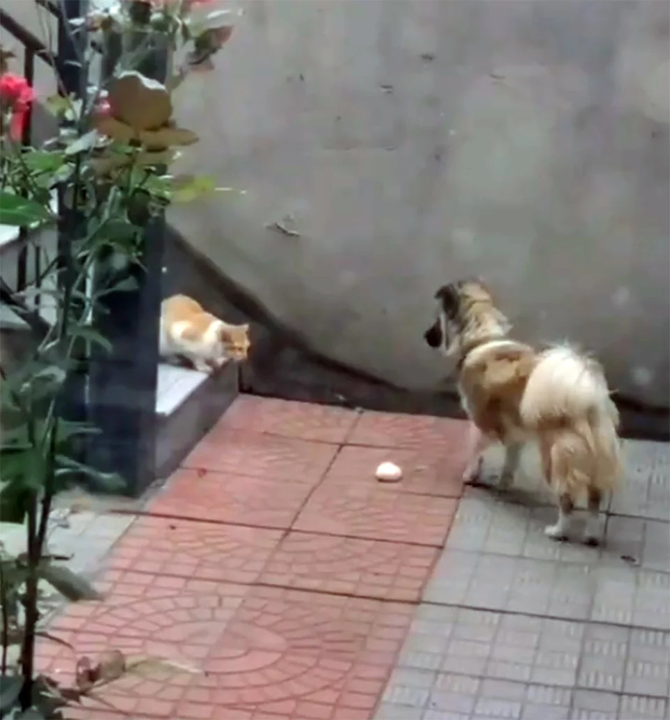 Pudding y el gato Pudding y el gato