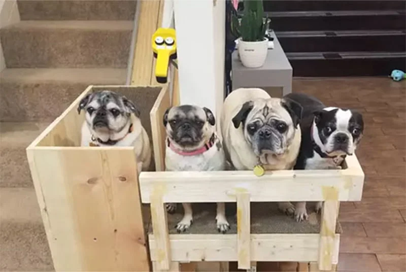 Pugs disfrutan de ascensor