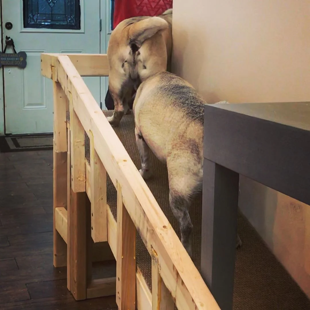 Pugs subiendo ascensor (1)