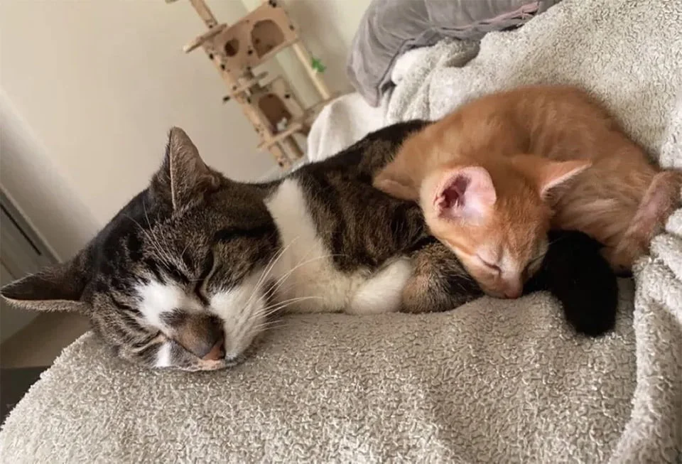 Quark y Smudge