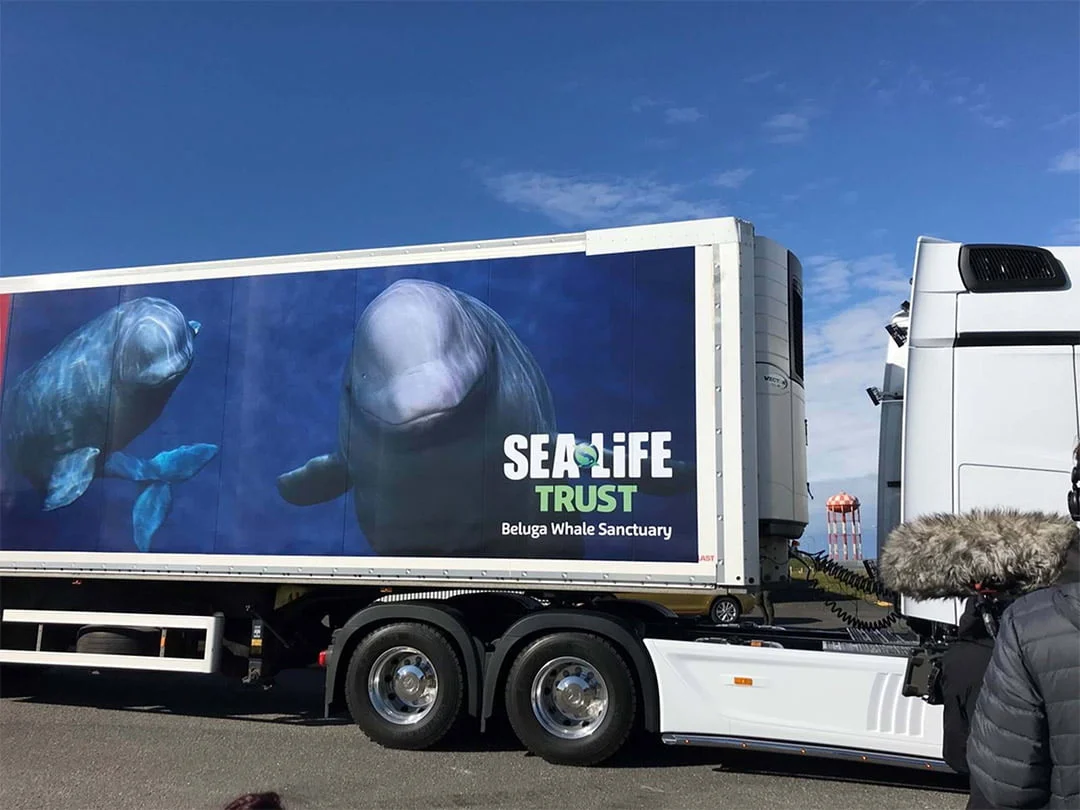Trasladando dos ballenas beluga