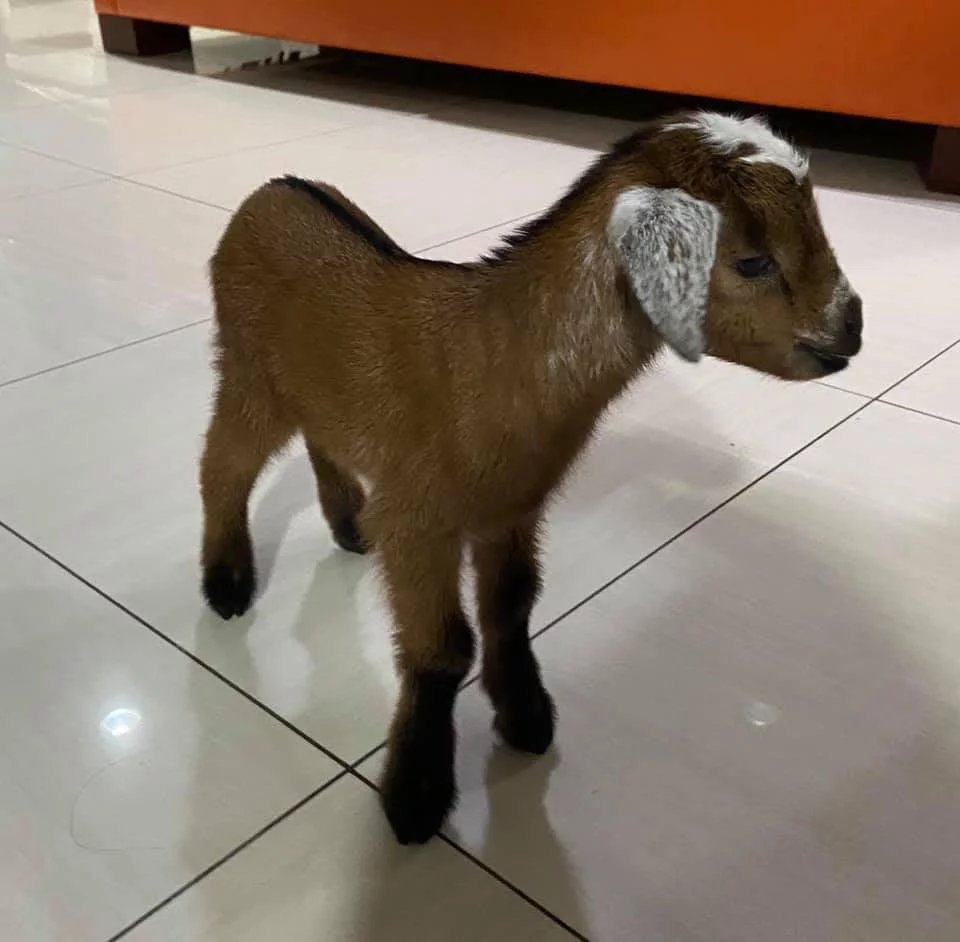 Adorable cría de cabra
