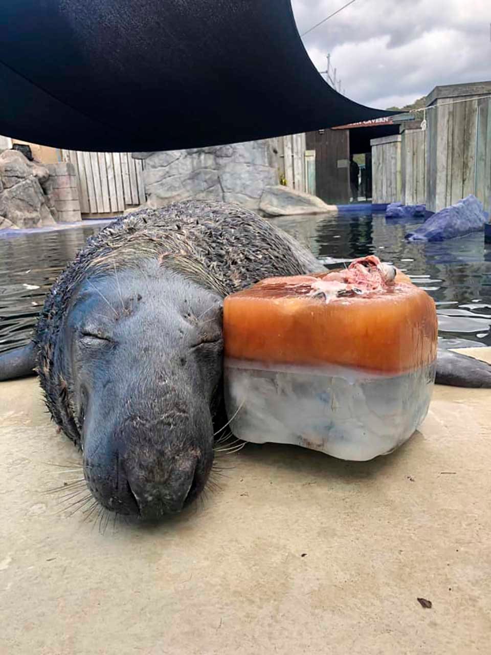 Adorable foca