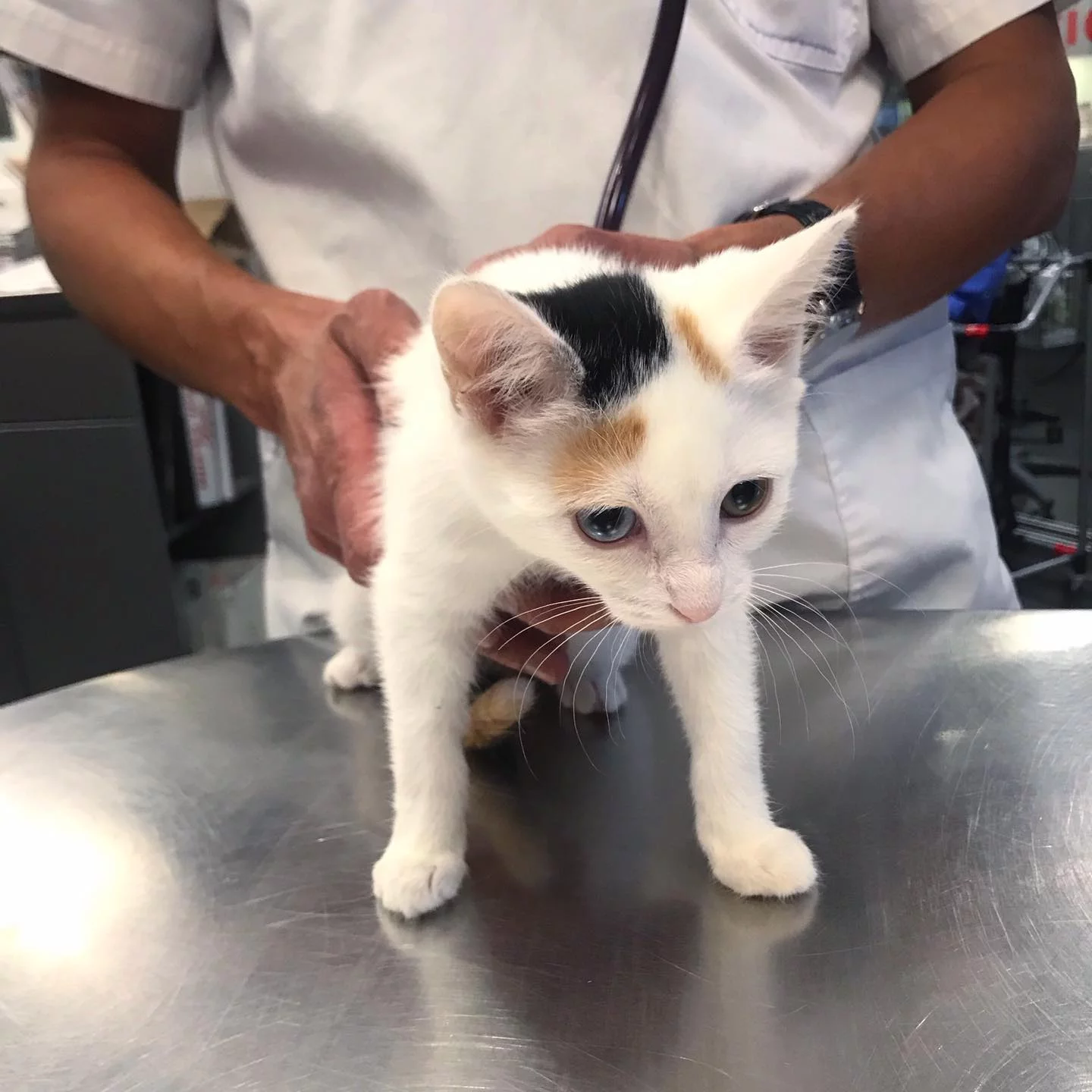 Adorable gatita en veterinario