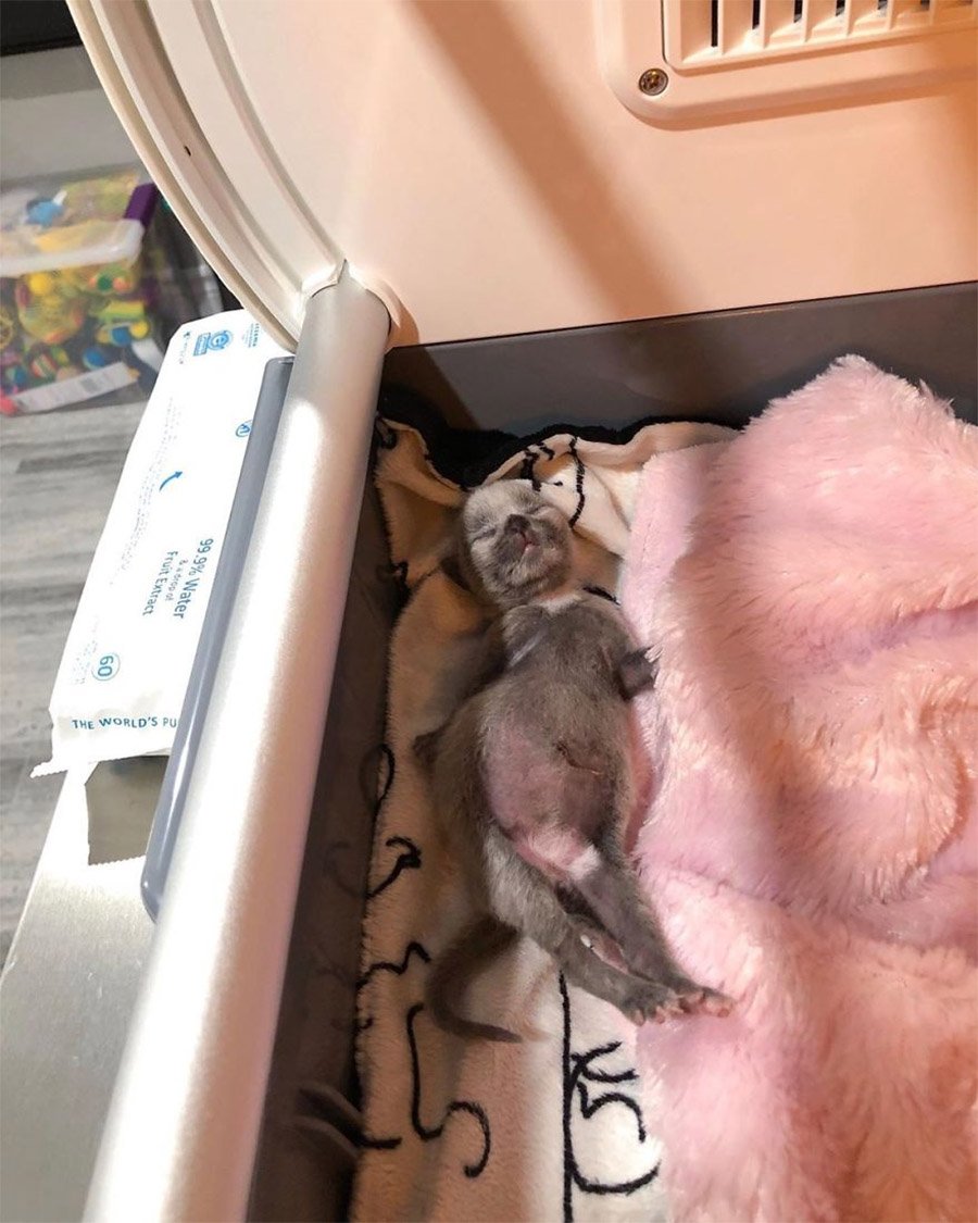 Adorable gatita incubadora