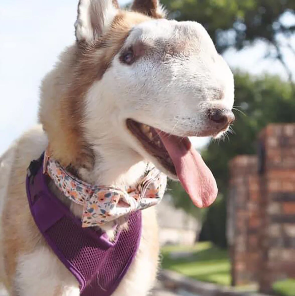 Adorable perrita enferma