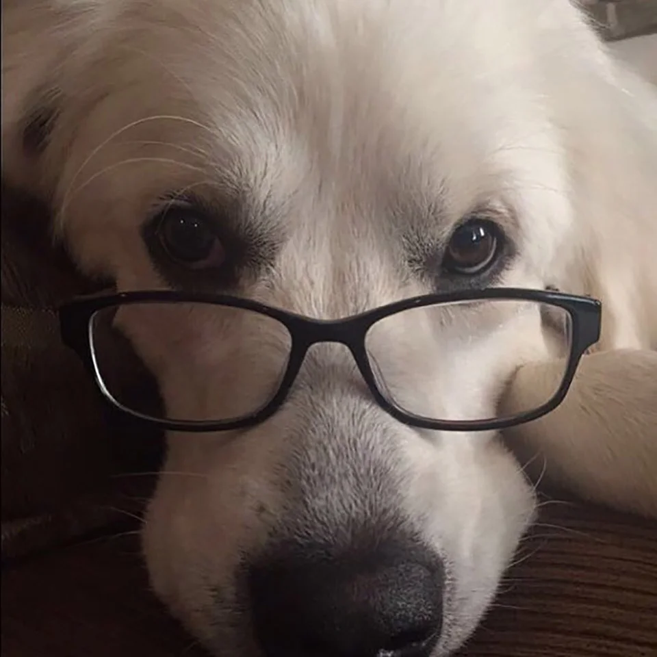 Adorable perro con lentes