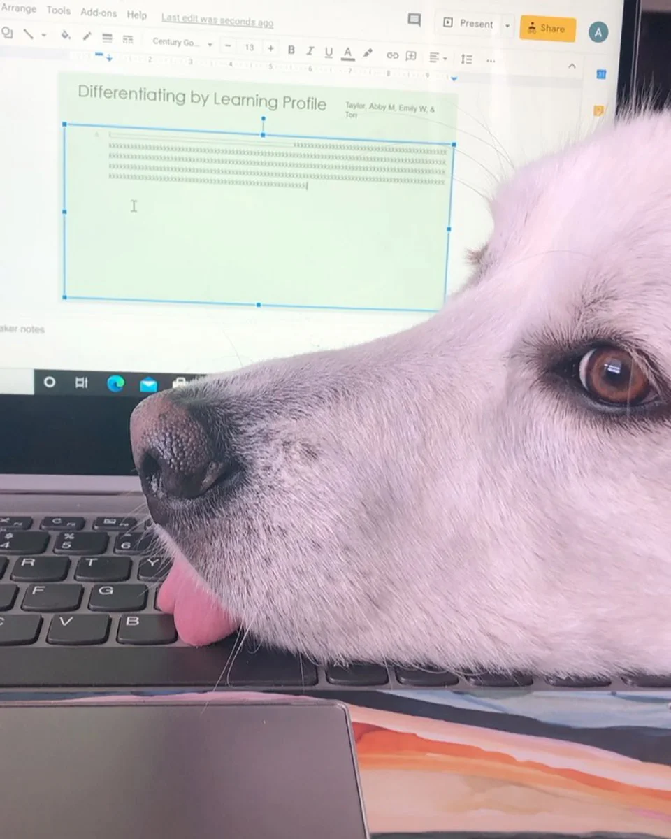 Adorable perro en el computador