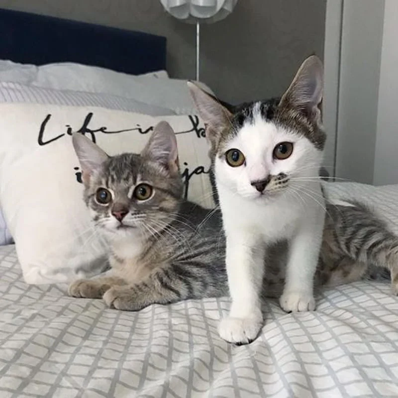 Amigas inseparables