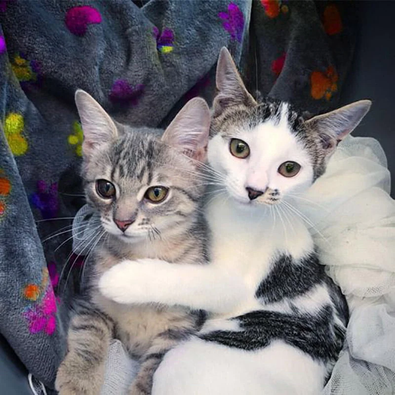 Amigas por siempre