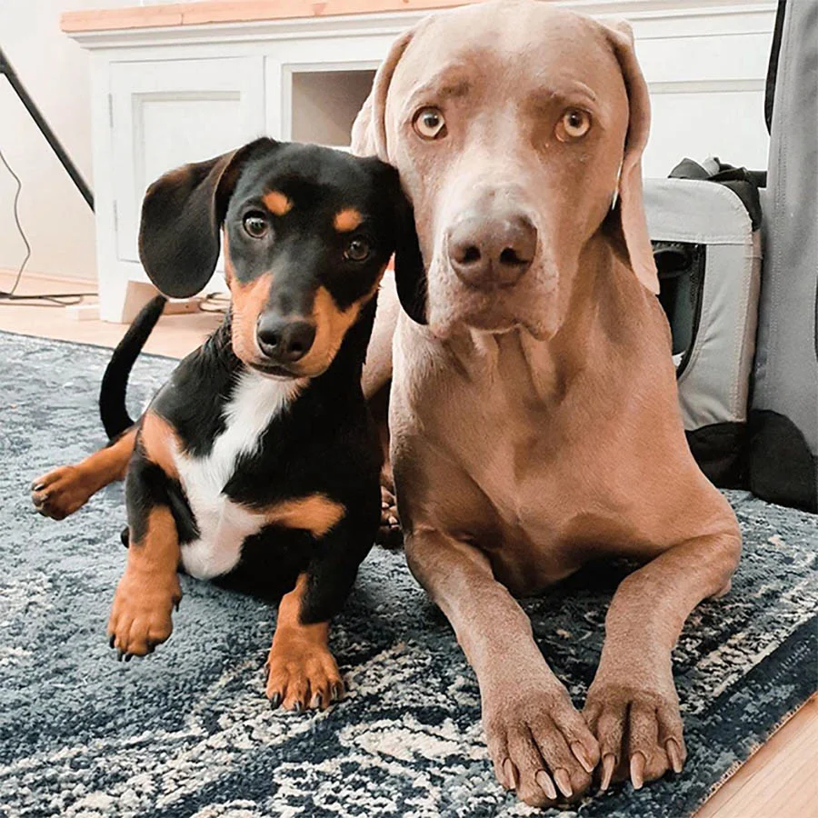 Arnold y Frank