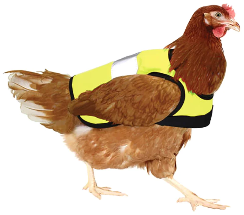 Chaleco para gallina