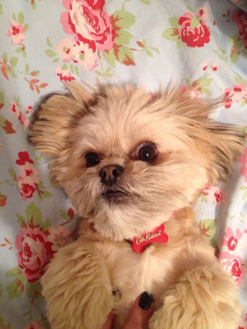 Daisy en la cama