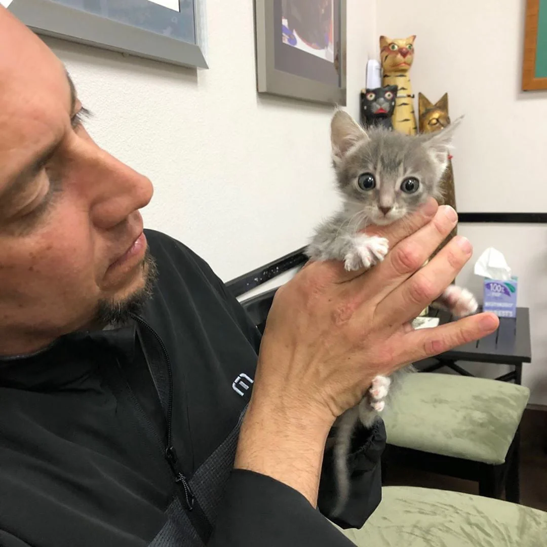 Dulce gatita y humano