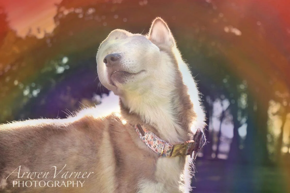 Encantadora husky con tumor facial