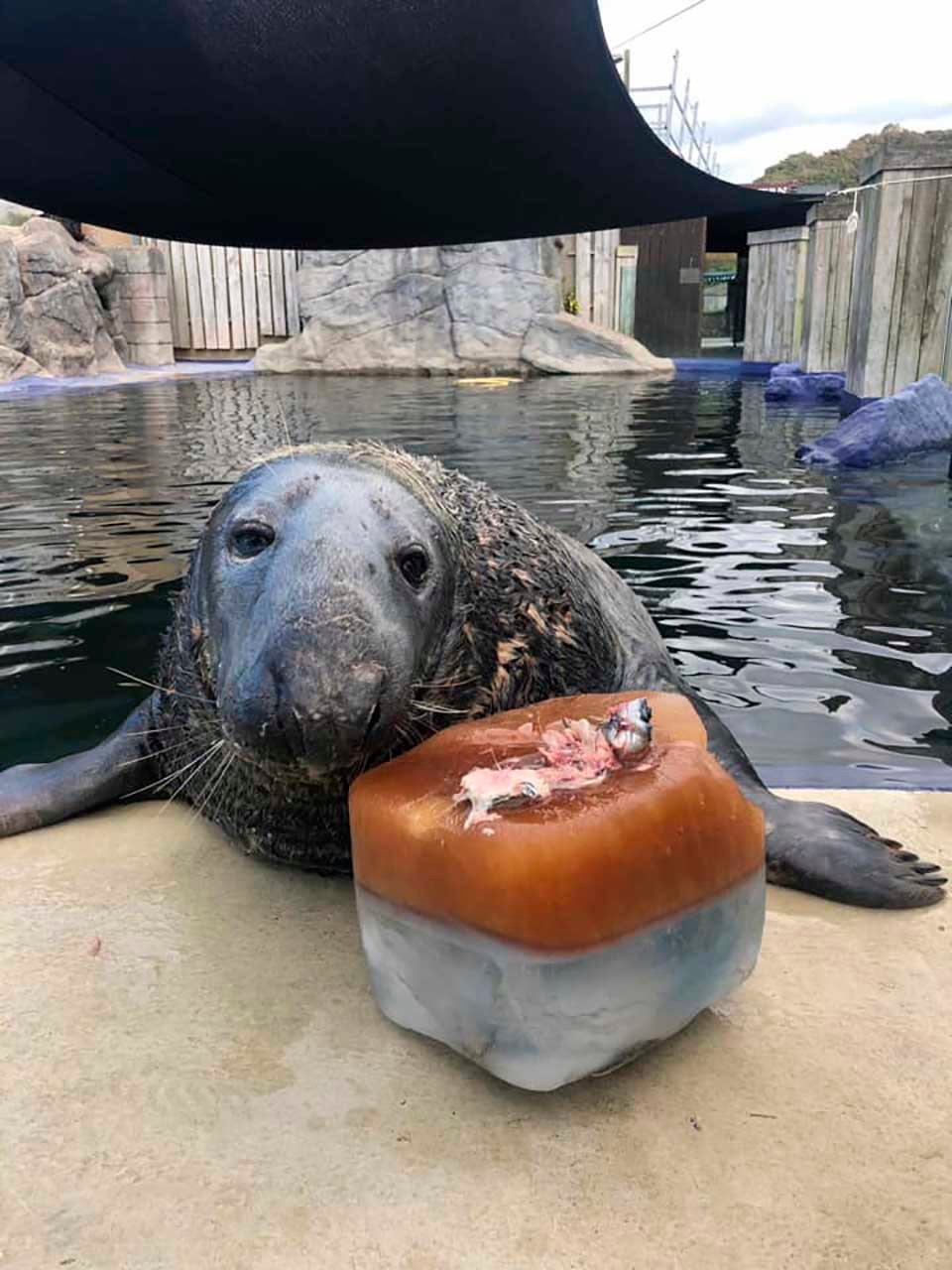 Foca y su pastel de cumpleaños