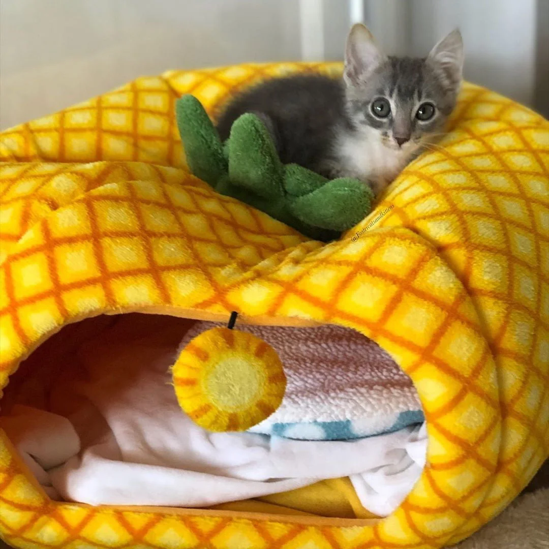 Gatita de grandes ojos