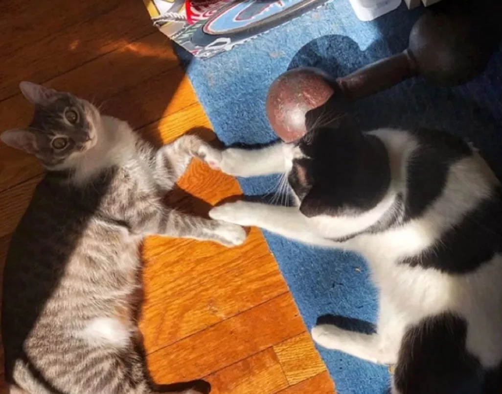 Gatita de lindos ojos