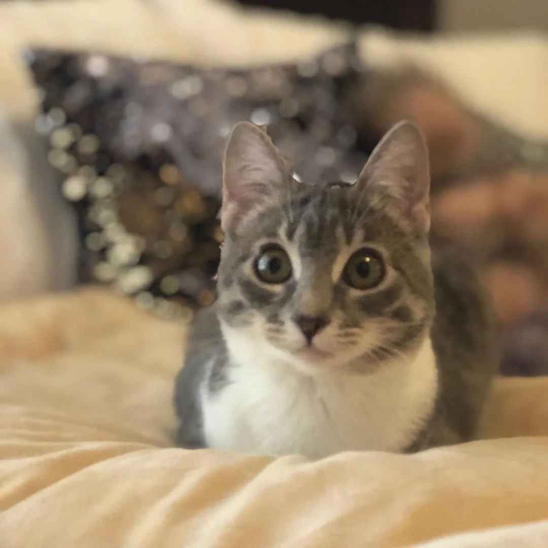 Encantadora felina en el mueble