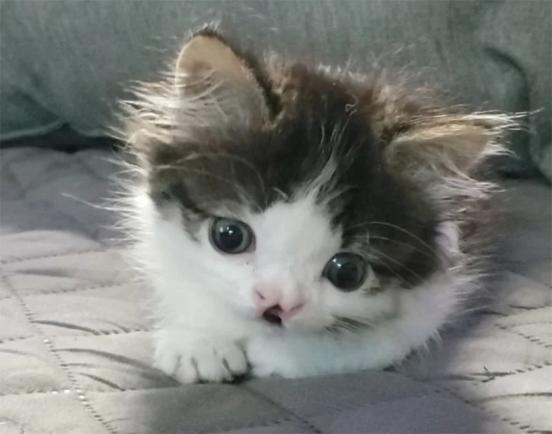 Gatita dulce rostro