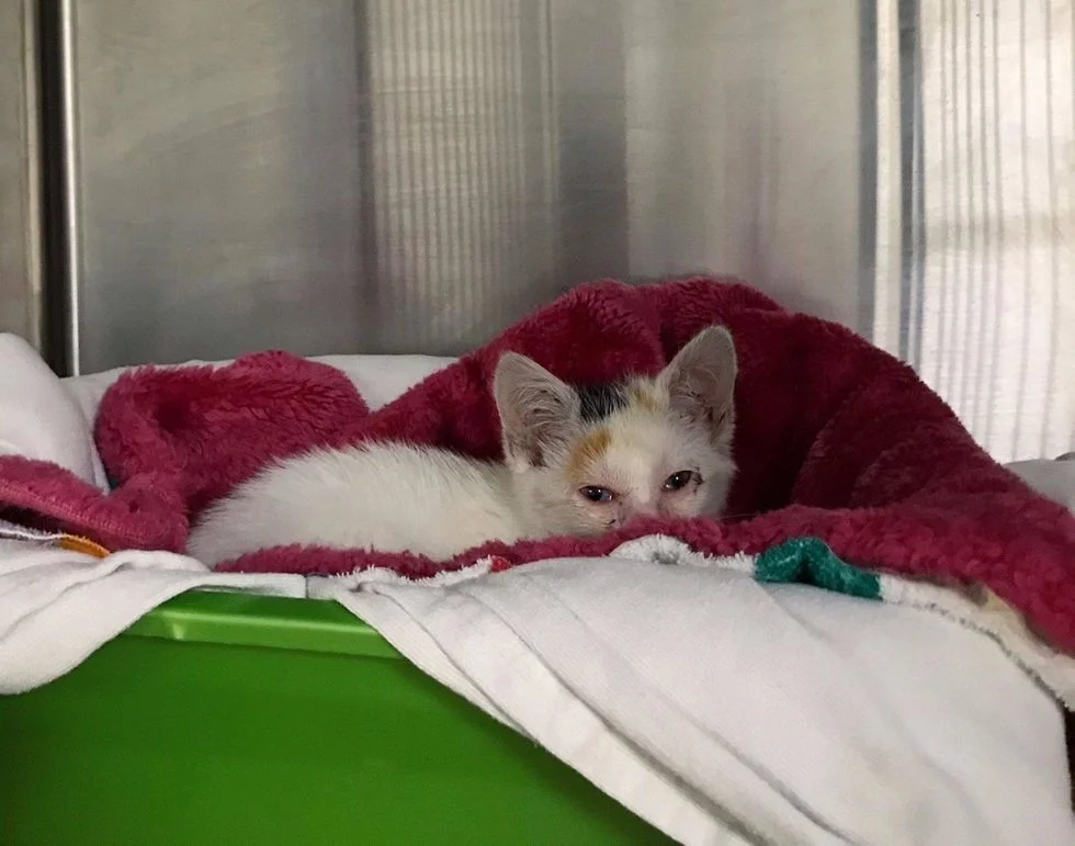 Gatita en recuperación