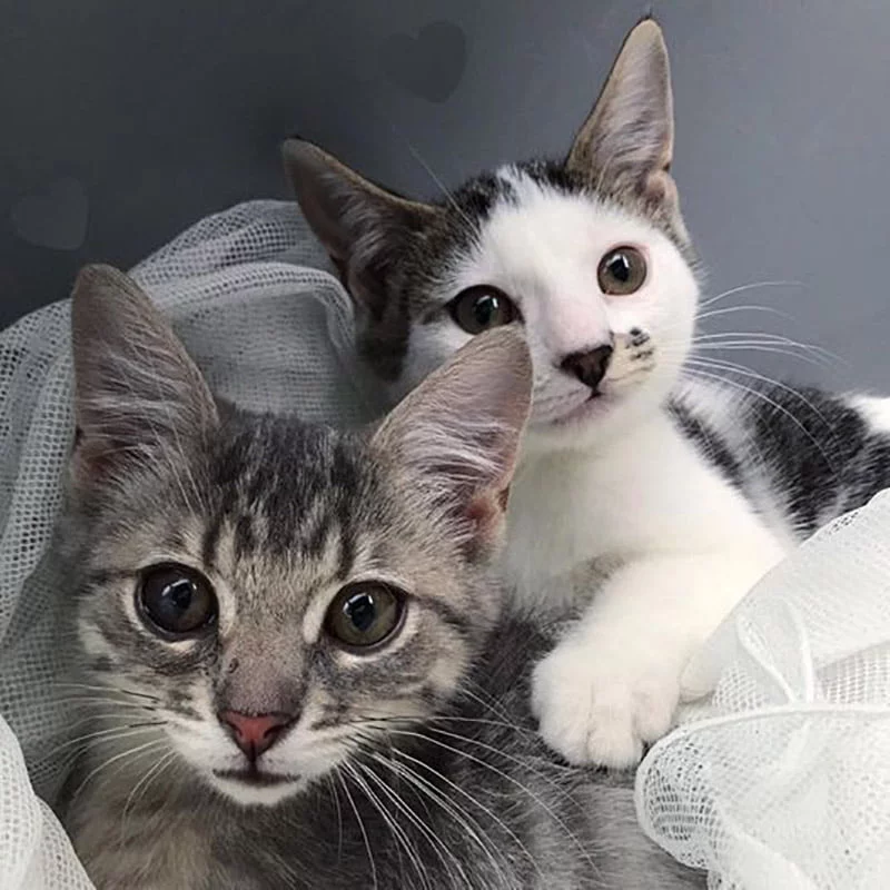 Gatita encontrada sola con amiga